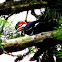 Pileated Woodpecker