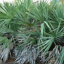 Silver Saw Palmetto