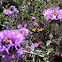 Yellow Swallowtail Monarch
