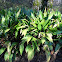 Cast-iron plant
