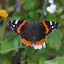 Red Admiral Butterfly