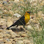 Yellow-headed Blackbird