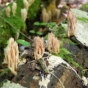 Ramaria