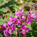 Fireweed