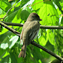 Eastern Phoebe