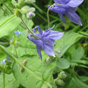 Aguileña común - Columbine