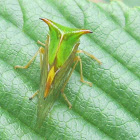 Buffalo Treehopper
