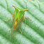 Buffalo Treehopper