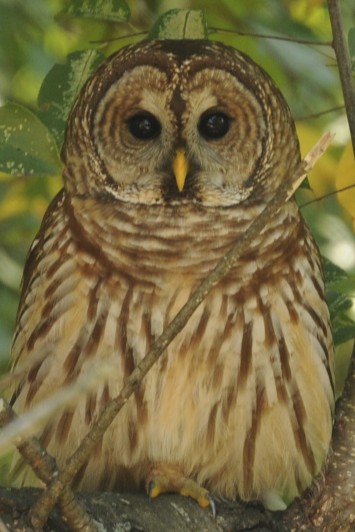 Spotting Image 1