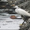 Little Egret