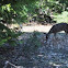Mule Deer
