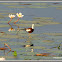 Pheasant-tailed Jacana