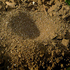 Antlion pit