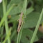 Meadow Grasshopper