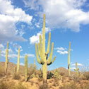 Saguaro cactus