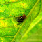 signal fly