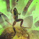 Leopard frog