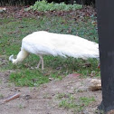White peafowl