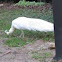 White peafowl