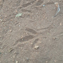 Guinnea Fowl