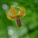 Tiger lily