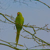 Parrot 6624.jpg