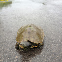 Northern Map Turtle