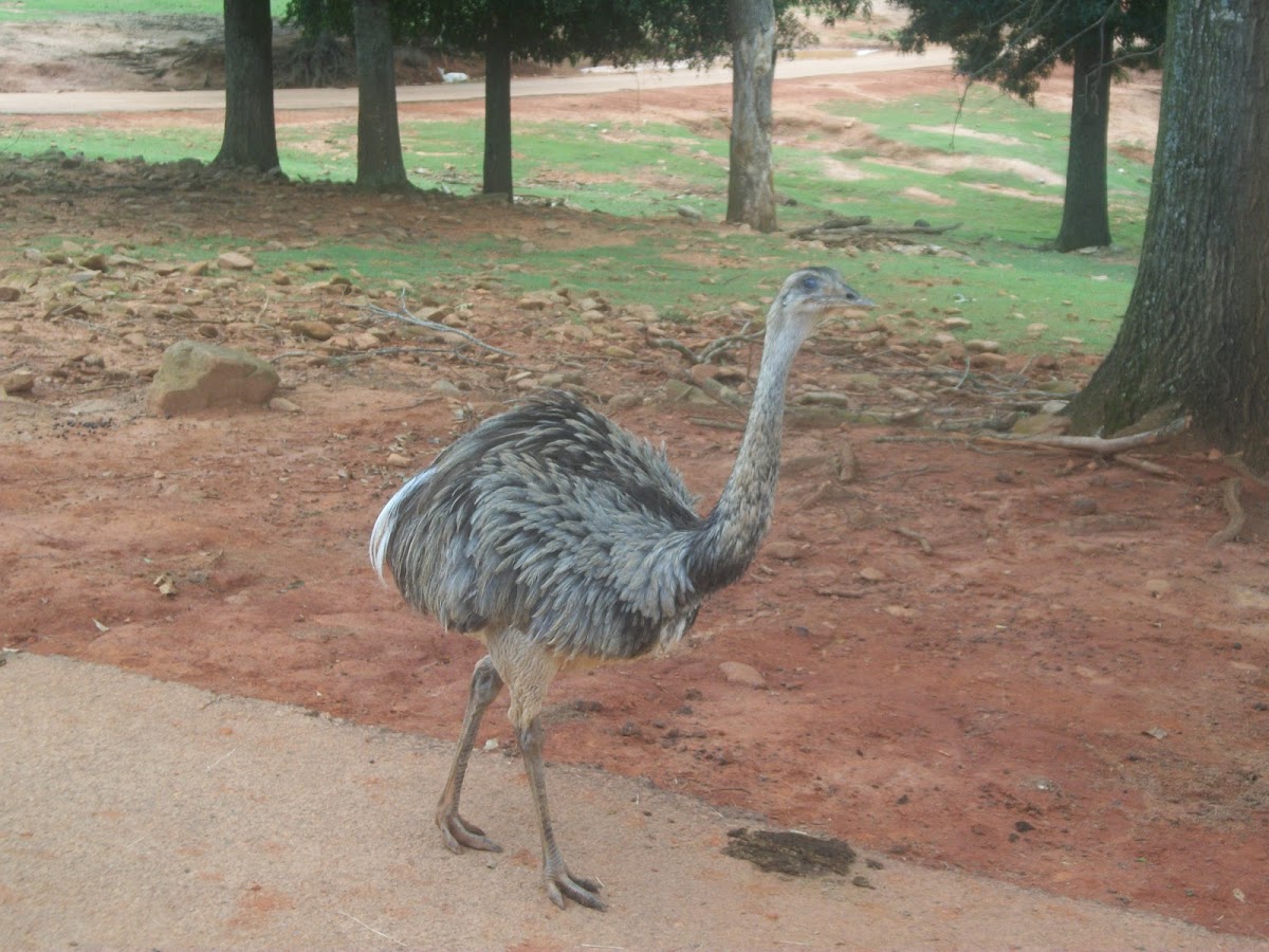 Greater Rhea