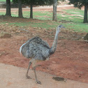 Greater Rhea