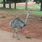 Greater Rhea