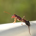 Meat ant