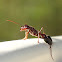Meat ant