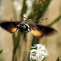 Hummingbird Hawk Moth