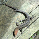 3  tailed skink