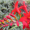 Red Crocosmia