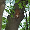 Red Squirrel