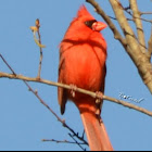 Cardinal