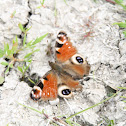 European Peacock