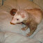 Ferret