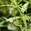 Crane fly