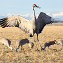 Sandhill Crane