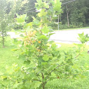 Tulip Tree