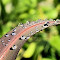 After the rain.JPG