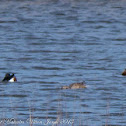 Shoveler; Pato Cuchara