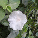 Morning Glory