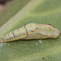 Desert White Pupa
