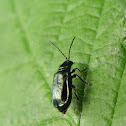 beetle