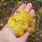 Striped maple, moosewood