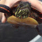 Midland Painted Turtle