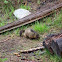 Yellow Bellied Marmot